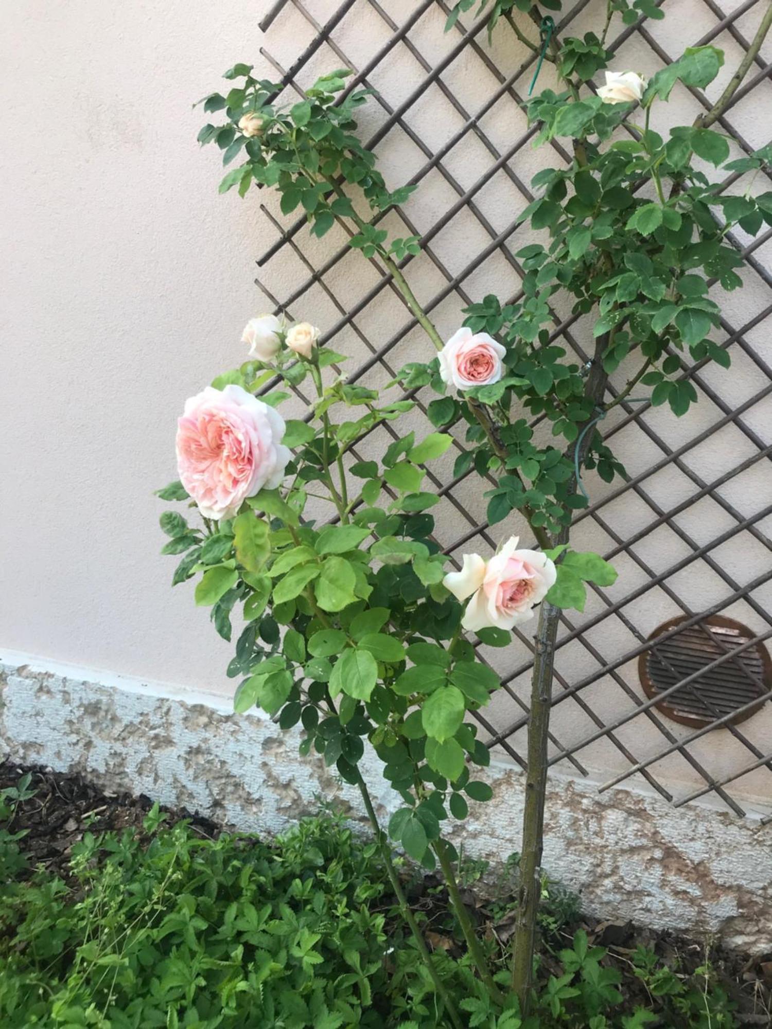 Una Casa Di Campagna Dossobuono Ngoại thất bức ảnh
