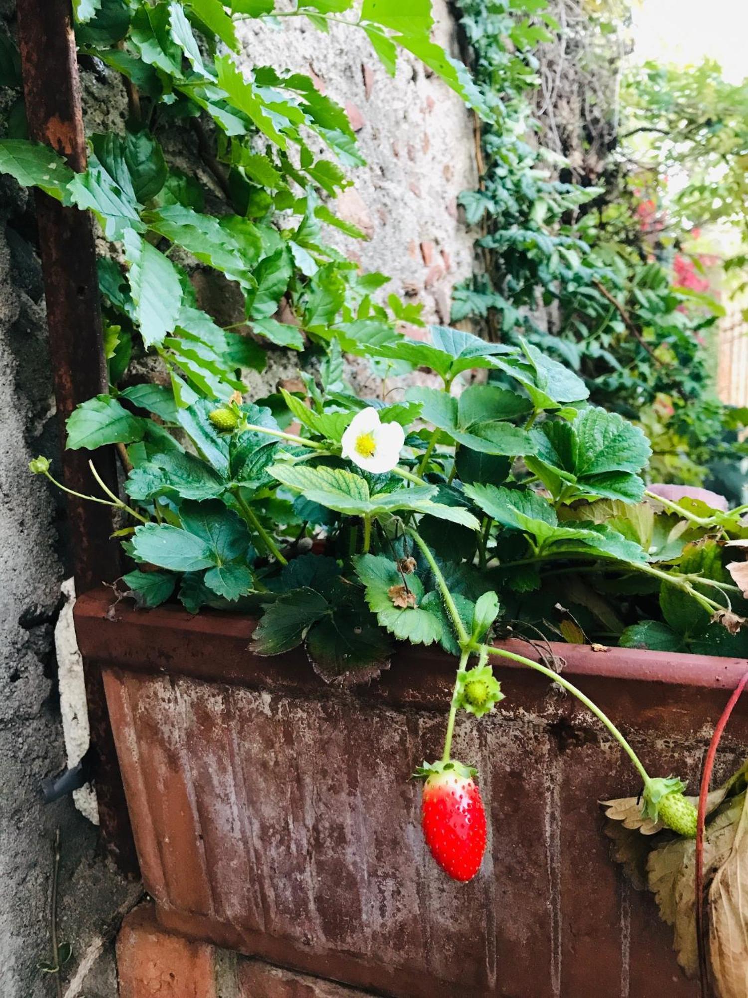 Una Casa Di Campagna Dossobuono Ngoại thất bức ảnh